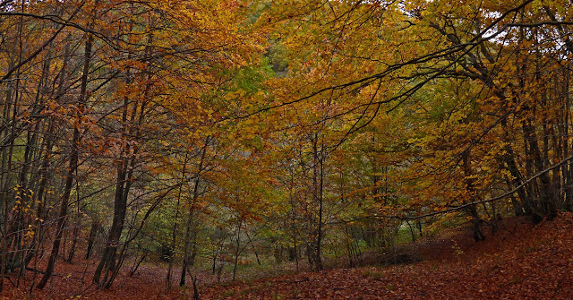 Faedo de Orzonaga