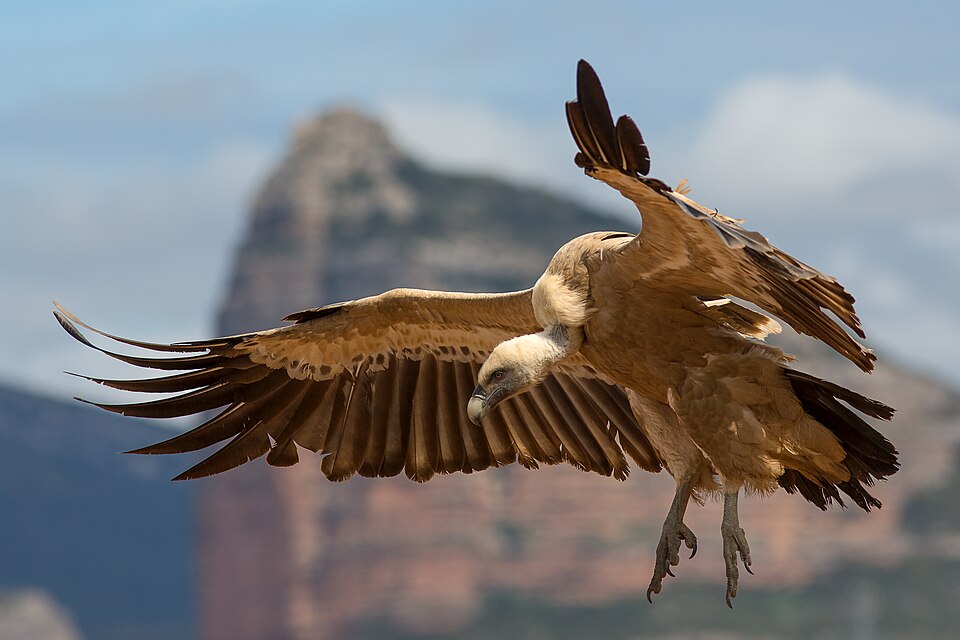 Buitre leonado (Gyps fulvus) volando sobre la montaña leonesa, una de las aves más emblemáticas de los Argüellos